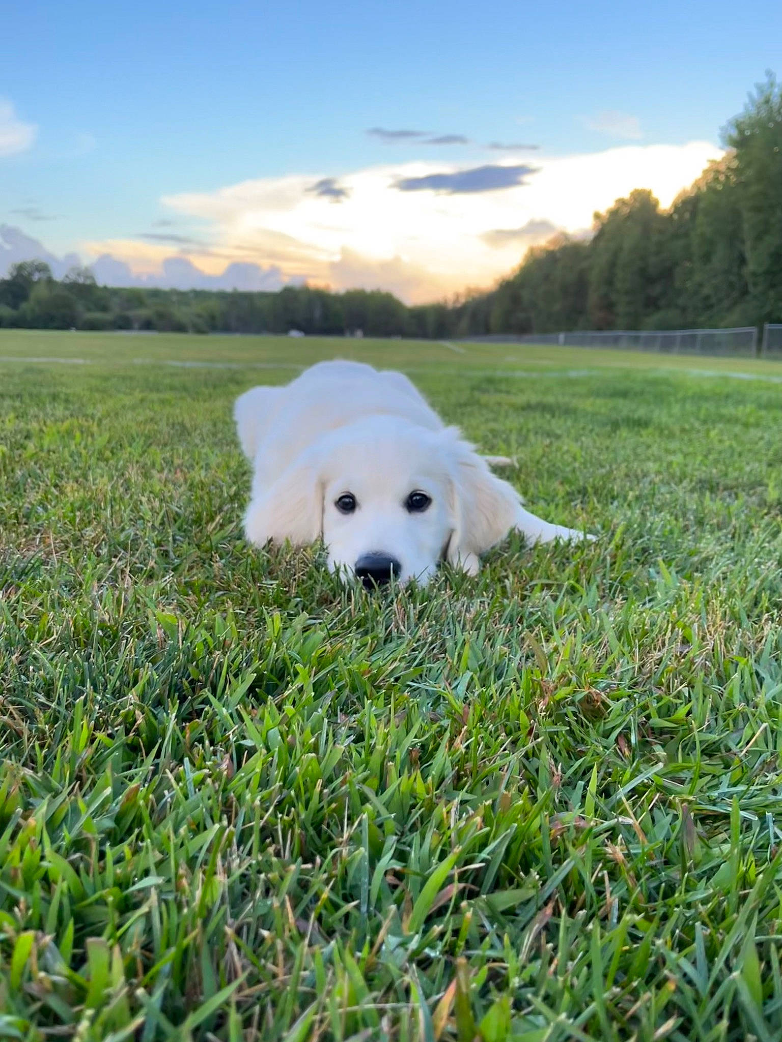 Jaxx is registered to the contest to win money with this photo: canidae, carnivore, cloud, companion_dog, dog, dog_breed, grass, grass_family, grassland, landscape, natural_landscape, pasture, people_in_nature, plant, polish_tatra_sheepdog, prairie, samoyed, sky, sporting_group, tree