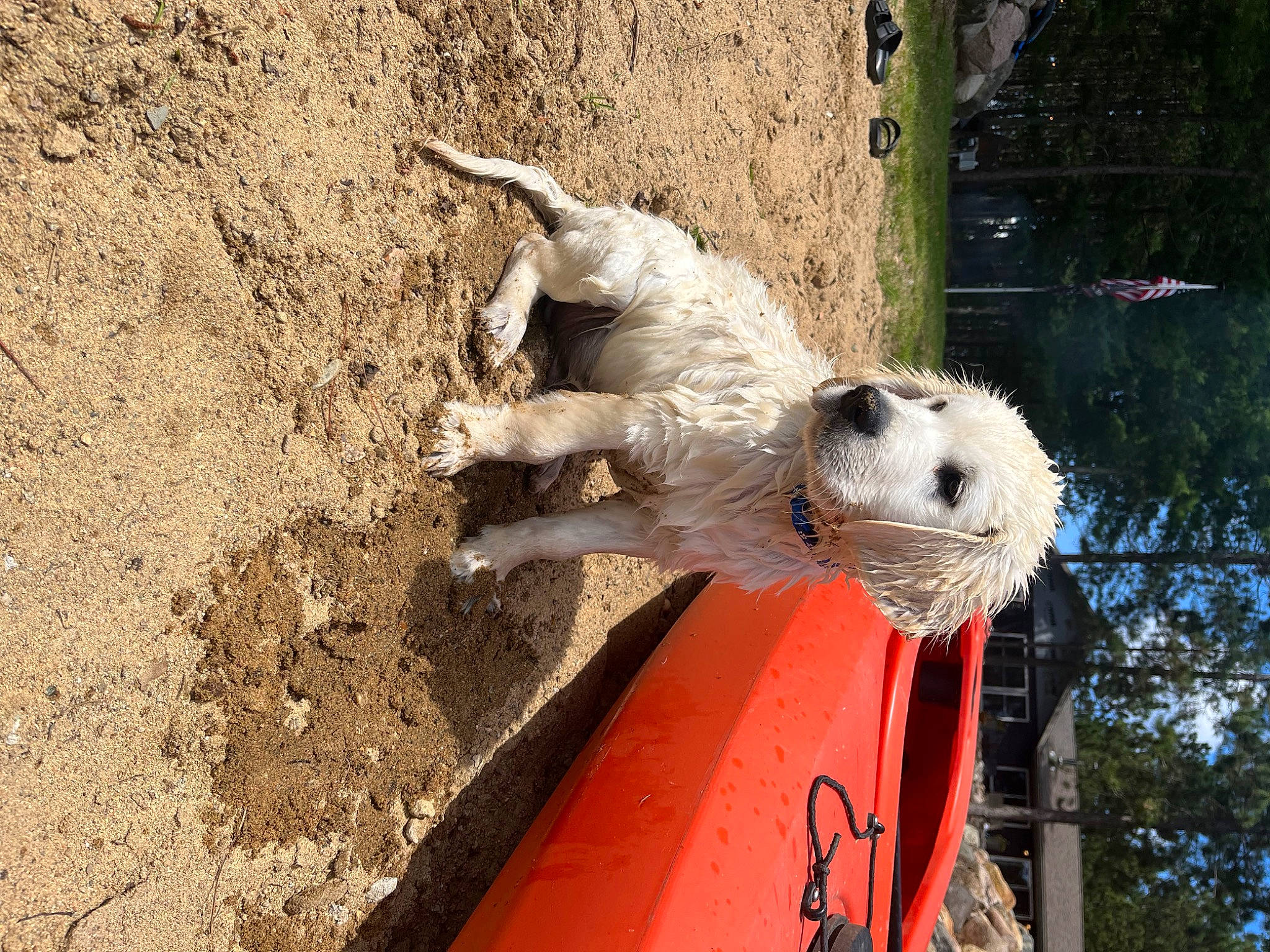 Jaxx joined the competition — help win amazing prizes! art, beak, canidae, fawn, fur, sculpture, seabird, soil, sporting_group, tail, terrestrial_animal, tree, trunk, wildlife, wood