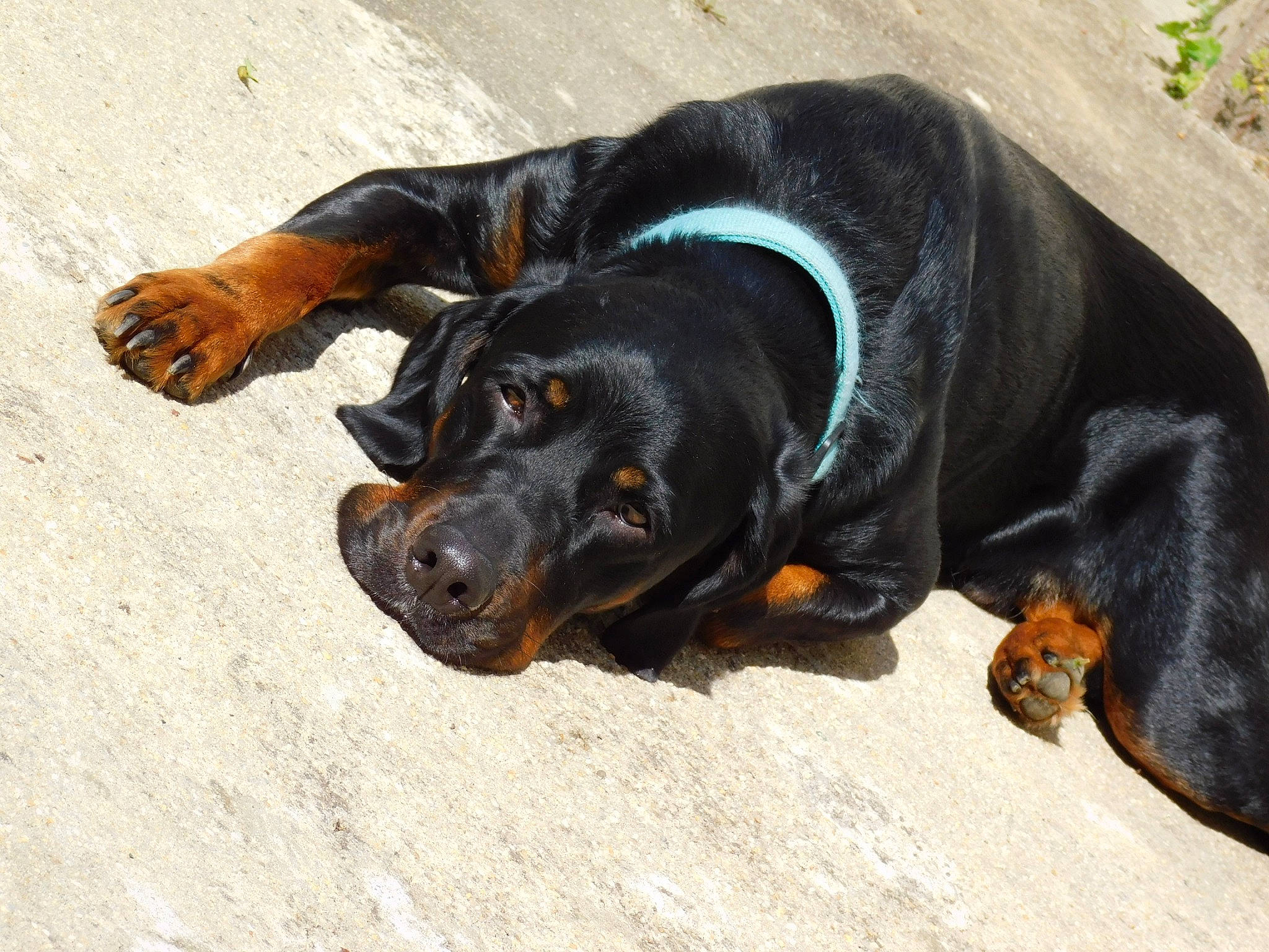 Opus participe au concours pour gagner de l'argent avec cette photo : austrian_black_and_tan_hound, beauceron, black_and_tan_coonhound, canidae, carnivore, dog, dog_breed, hellenikos_ichnilatis, hound, hunting_dog, lithuanian_hound, mammal, montenegrin_mountain_hound, polish_hunting_dog, rare_breed_dog, rottweiler, smaland_hound, snout, sporting_group, vertebrate