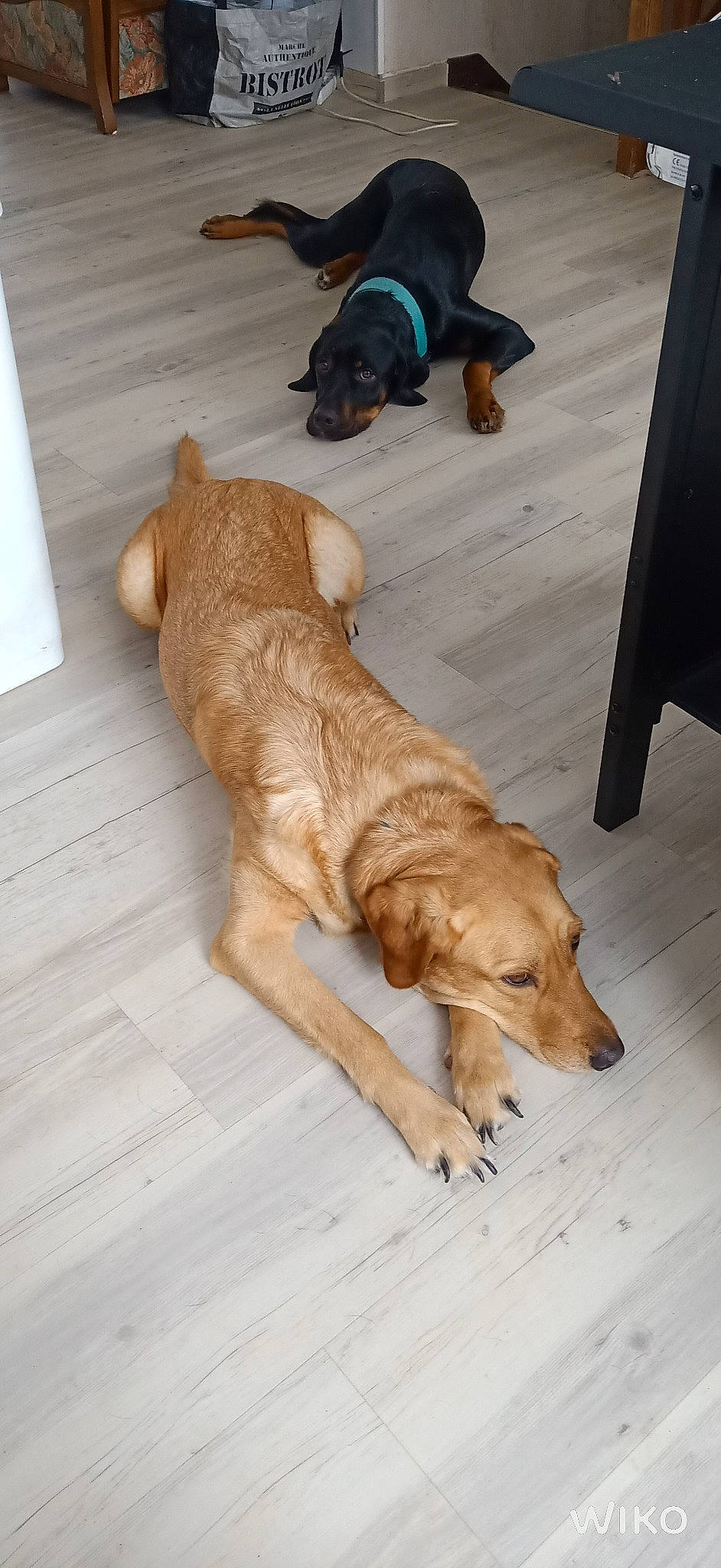 Opus participe au concours pour gagner de l'argent avec cette photo : canidae, carnivore, companion_dog, dog, dog_breed, fawn, floor, flooring, golden_retriever, paw, retriever, sporting_group, street_dog, tail, wood