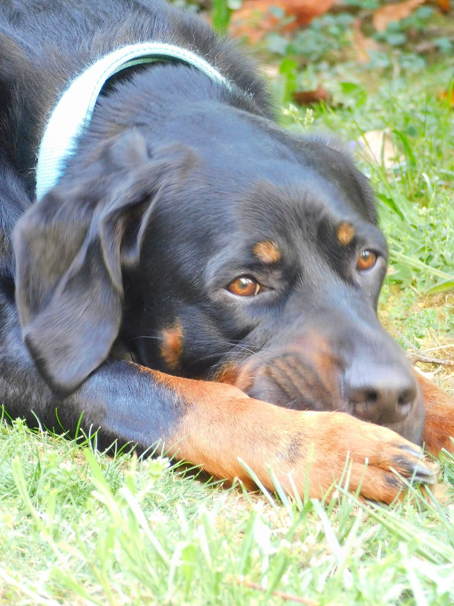 Opus participe au concours pour gagner de l'argent avec cette photo : austrian_black_and_tan_hound, canidae, carnivore, companion_dog, dog, dog_breed, grass, hound, hunting_dog, lithuanian_hound, mammal, montenegrin_mountain_hound, polish_hunting_dog, rare_breed_dog, smaland_hound, snout, sporting_group, transylvanian_hound, tyrolean_hound, vertebrate