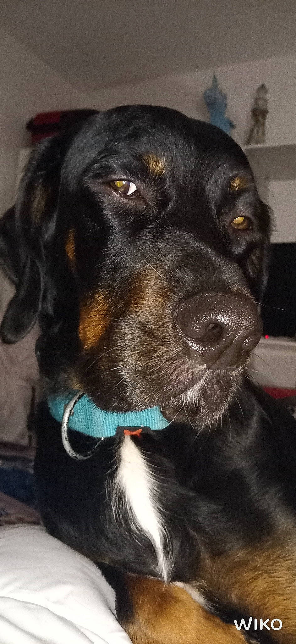 Opus participe au concours pour gagner de l'argent avec cette photo : beagador, canidae, carnivore, dog, dog_breed, dog_collar, flat_coated_retriever, hunting_dog, labrador_retriever, mammal, nose, rare_breed_dog, retriever, snout, sporting_group, whiskers