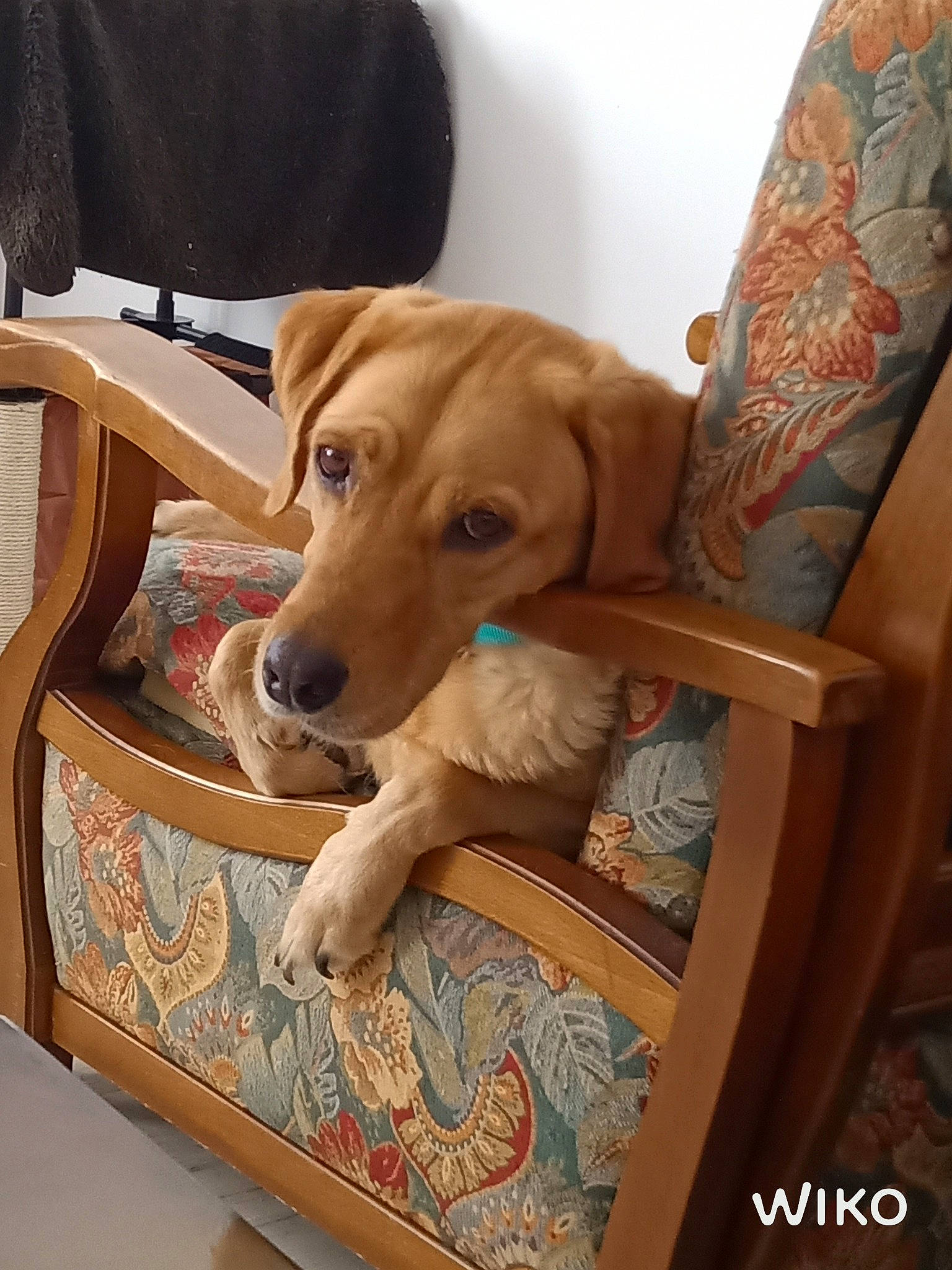 Lili a rejoint le concours — aidez-le/la à gagner de superbes lots ! broholmer, canidae, carnivore, companion_dog, dog, dog_breed, fawn, furniture, golden_retriever, labrador_retriever, puppy, retriever, rhodesian_ridgeback, sporting_group