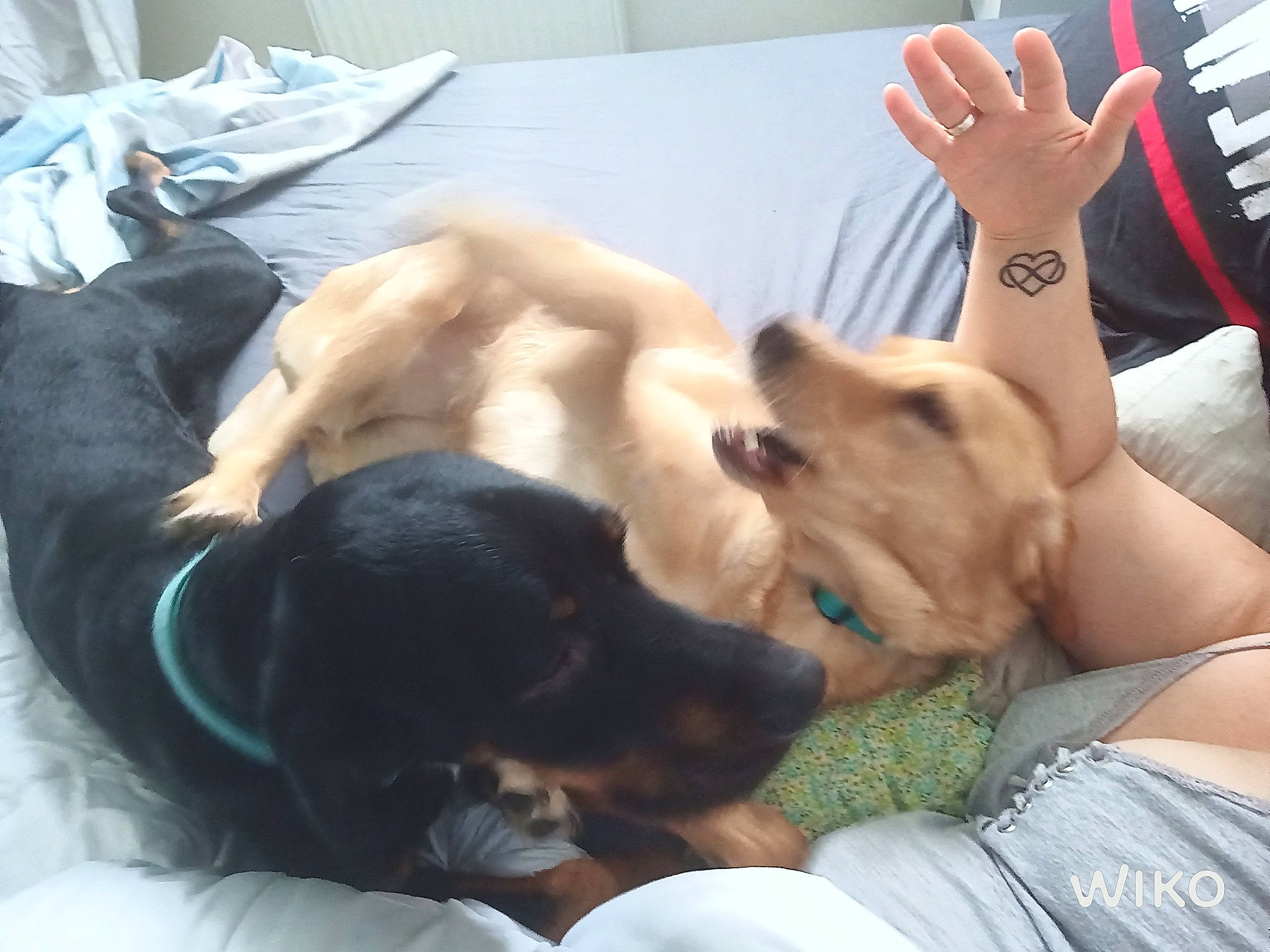 Lili a rejoint le concours — aidez-le/la à gagner de superbes lots ! canidae, carnivore, companion_dog, dog, dog_breed, ear, fawn, labrador_retriever, love, nap, puggle, puppy, puppy_love, sporting_group