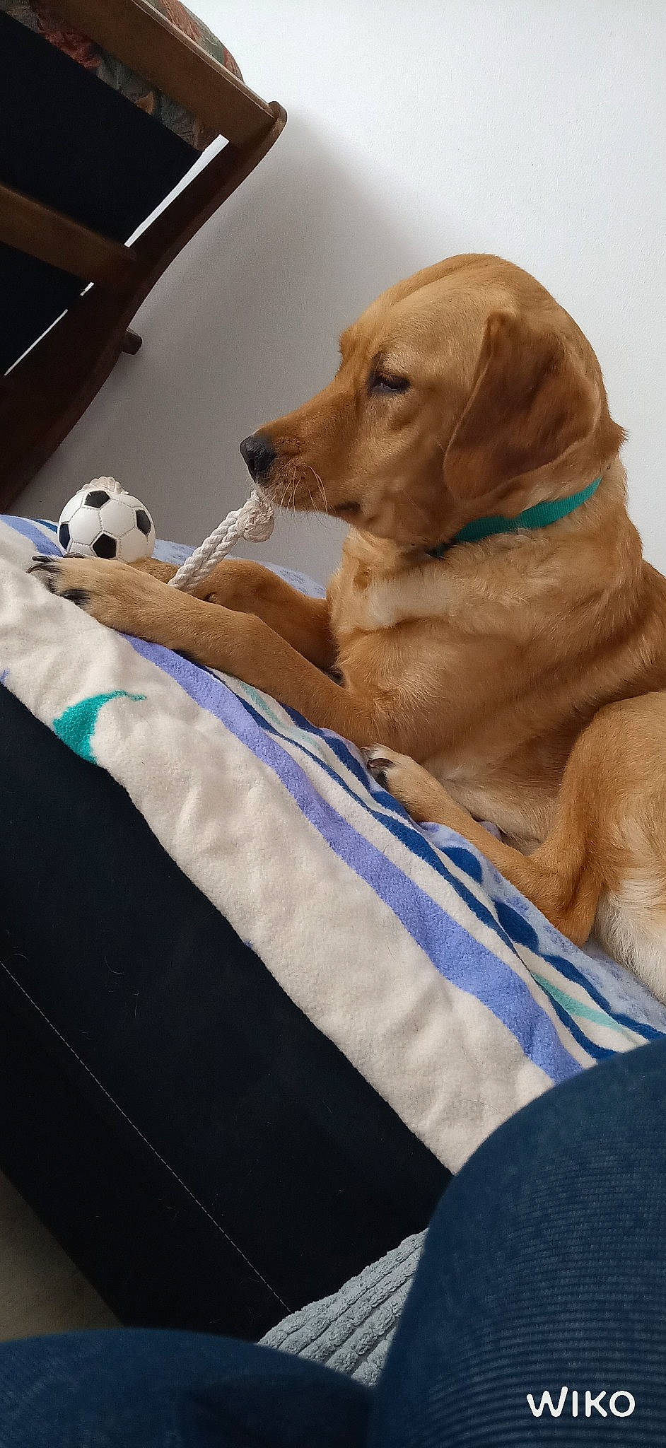 Lili a rejoint le concours — aidez-le/la à gagner de superbes lots ! beagador, canidae, carnivore, companion_dog, dog, dog_breed, fawn, golden_retriever, labrador_retriever, mammal, puppy, retriever, snout, sporting_group, vertebrate