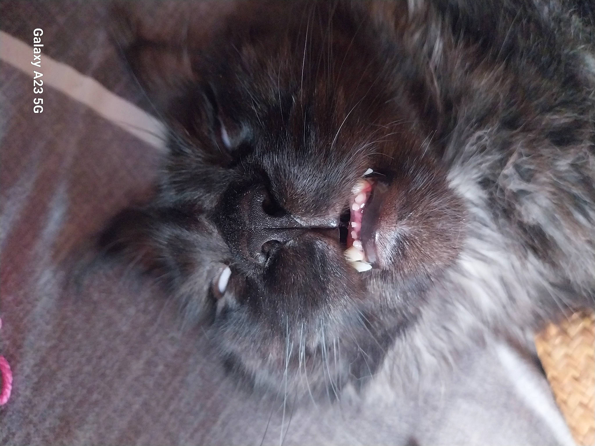 Therrence participe au concours pour gagner de l'argent avec cette photo : carnivore, cat, claw, dog_breed, fur, liver, natural_material, snout, sporting_group, terrestrial_animal, whiskers