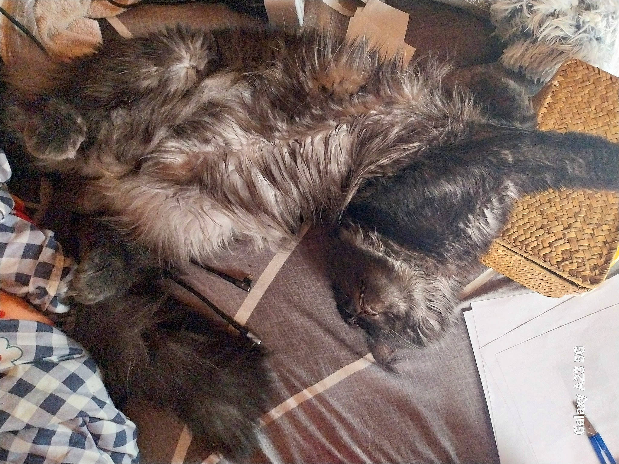 Therrence participe au concours pour gagner de l'argent avec cette photo : brown, carnivore, cat, claw, comfort, dog_breed, ear, felidae, fur, grey, liver, natural_material, pattern, paw, plaid, small_to_medium_sized_cats, snout, tail, tartan, whiskers