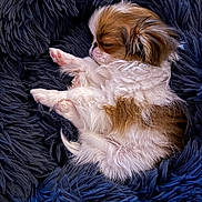 Whata Peanut joined the competition — help win amazing prizes! puppy, dog, cavalier_king_charles_spaniel, sleeping, lying_down, back, paws, floppy_ears, brown_and_white, fur, long_hair, cute, pet, animal, blanket, blue, cozy, indoor, portrait, adorable