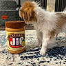 puppy, dog, fluffy, white_and_brown, peanut_butter, jar, food, indoor, home, rug, carpet, furniture, cabinet, curious, standing, pet, animal, close_up, product, snack