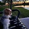 dog, small_dog, fluffy, long_hair, brown_and_white, pet, animal, sitting, park, bench, pond, water, sunset, sunset_light, reflection, outdoors, grass, trees, bokeh, harness