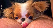 Whata Peanut joined the competition — help win amazing prizes! dog, puppy, fluffy, small_dog, brown_and_white, long_hair, tongue, peeking, close_up, portrait, pet, animal, indoors, person, knees, black_shirt, face, eyes, funny, cute