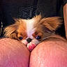 dog, puppy, fluffy, small_dog, brown_and_white, long_hair, tongue, peeking, close_up, portrait, pet, animal, indoors, person, knees, black_shirt, face, eyes, funny, cute