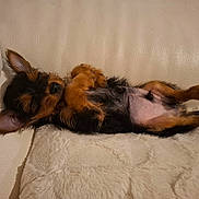 Achille a rejoint le concours — aidez-le/la à gagner de superbes lots ! dog, puppy, sleeping, couch, leather, blanket, pet, fur, cozy, resting, small_dog, indoor, cute, relaxed, animal, mammal, canine, black_and_tan, lying_down, ears