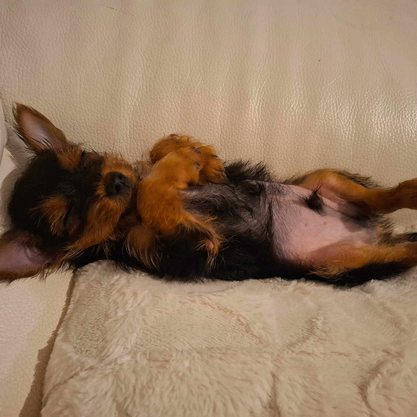 Achille a rejoint le concours — aidez-le/la à gagner de superbes lots ! animal, black_and_tan, blanket, canine, couch, cozy, cute, dog, ears, fur, indoor, leather, lying_down, mammal, pet, puppy, relaxed, resting, sleeping, small_dog