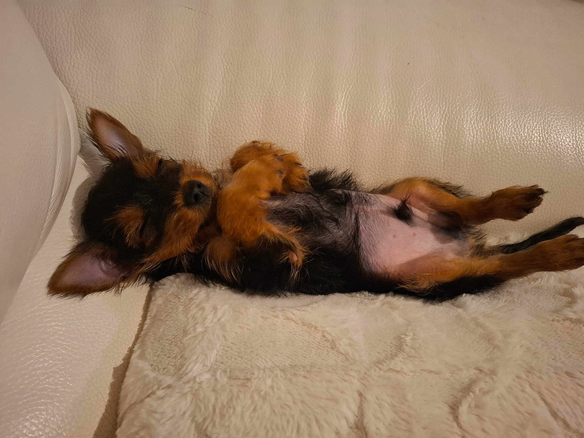 Achille a rejoint le concours — aidez-le/la à gagner de superbes lots ! dog, puppy, sleeping, couch, leather, blanket, pet, fur, cozy, resting, small_dog, indoor, cute, relaxed, animal, mammal, canine, black_and_tan, lying_down, ears
