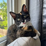 Snickers is registered to the contest to win money with this photo: calico_cat, cat, close_up, couch, curious, domestic_animal, fur, furniture, gray_curtain, green_eyes, home, indoor, kitten, natural_light, pet, relaxed, texture, tongue_out, whiskers, window
