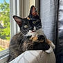 calico_cat, cat, close_up, couch, curious, domestic_animal, fur, furniture, gray_curtain, green_eyes, home, indoor, kitten, natural_light, pet, relaxed, texture, tongue_out, whiskers, window
