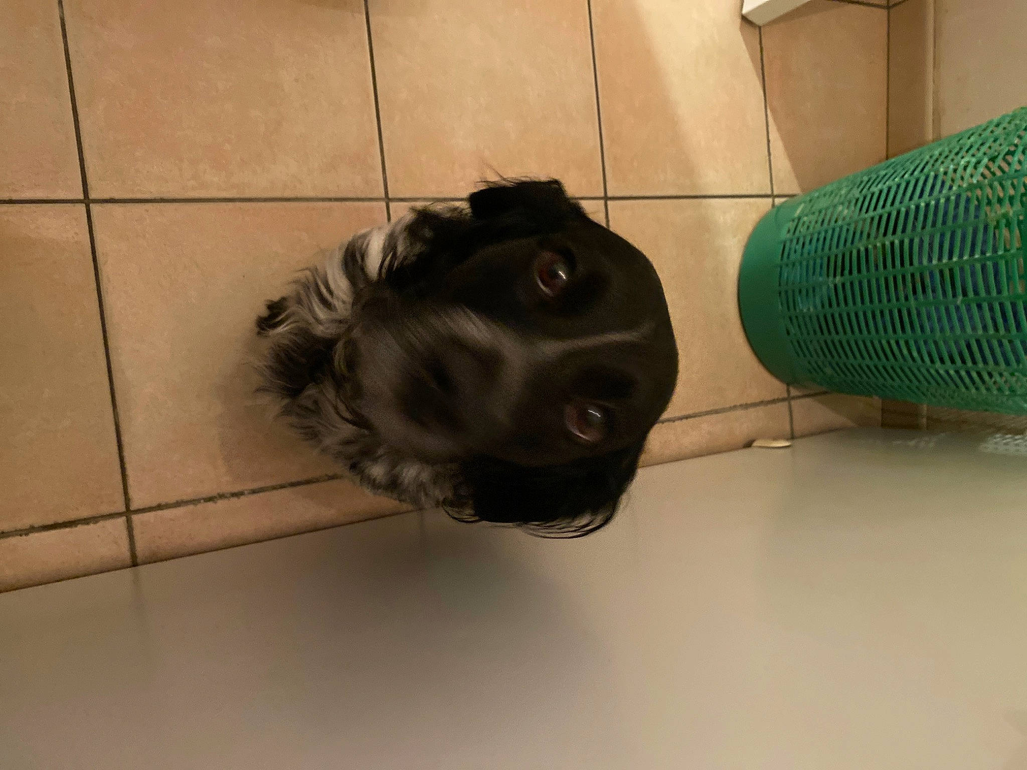 Nina participe au concours pour gagner de l'argent avec cette photo : canidae, carnivore, companion_dog, dog, dog_breed, dog_supply, felidae, flooring, fur, guard_dog, liver, mesh, non_sporting_group, paw, pet_supply, sporting_group, tail, tile, whiskers, working_animal