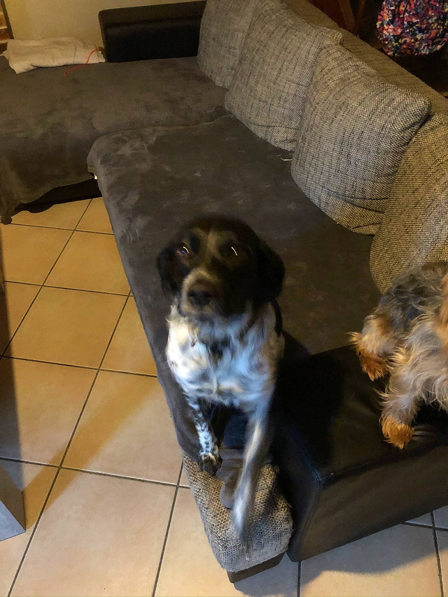 Nina a rejoint le concours — aidez-le/la à gagner de superbes lots ! carnivore, chair, companion_dog, couch, dog, dog_breed, floor, flooring, fur, hardwood, living_room, mammal, puppy, spaniel, sporting_group, studio_couch, tail, vertebrate, working_animal, working_dog