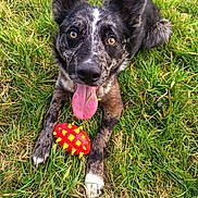 Hera participe au concours pour gagner de l'argent avec cette photo : dog, grass, toy, outdoor, tongue_out, playful, pet, animal, black_and_white, happy, close_up, paw, nature, summer, cute, looking_at_camera, lying_down, fur, ears, tongue