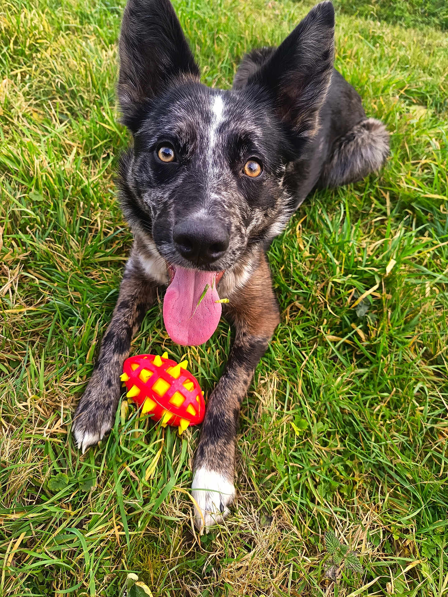 Hera participe au concours pour gagner de l'argent avec cette photo : dog, grass, toy, outdoor, tongue_out, playful, pet, animal, black_and_white, happy, close_up, paw, nature, summer, cute, looking_at_camera, lying_down, fur, ears, tongue