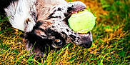 Hera participe au concours pour gagner de l'argent avec cette photo : animal, black_and_white, brown_eyes, canine, chewing, closeup, dog, fun, fur, grass, mouth, nature, outdoor, pet, playful, snout, spotted_fur, summer, teeth, tennis_ball