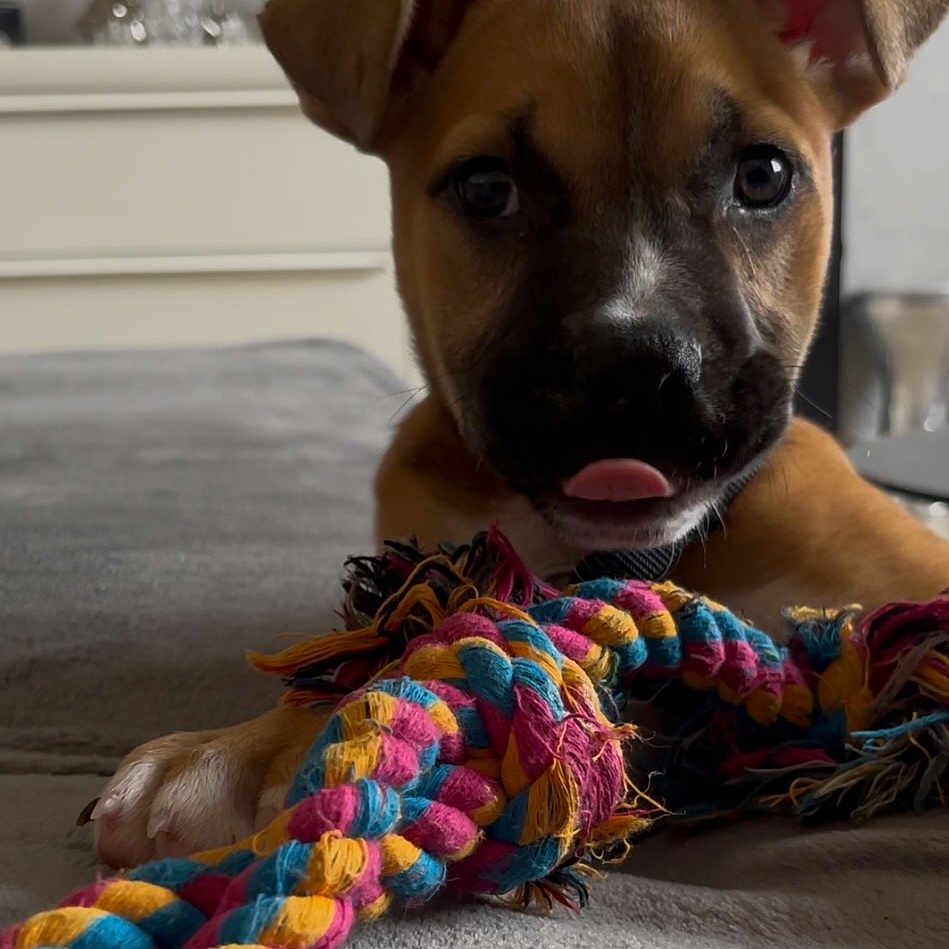 Opale participe au concours pour gagner de l'argent avec cette photo : accessories, animal, boxer, bulldog, canine, couch, dog, flower, flowerarrangement, furniture, hound, indoors, interiordesign, labradorretriever, leash, pet, pitbull, puppy, rope, strap