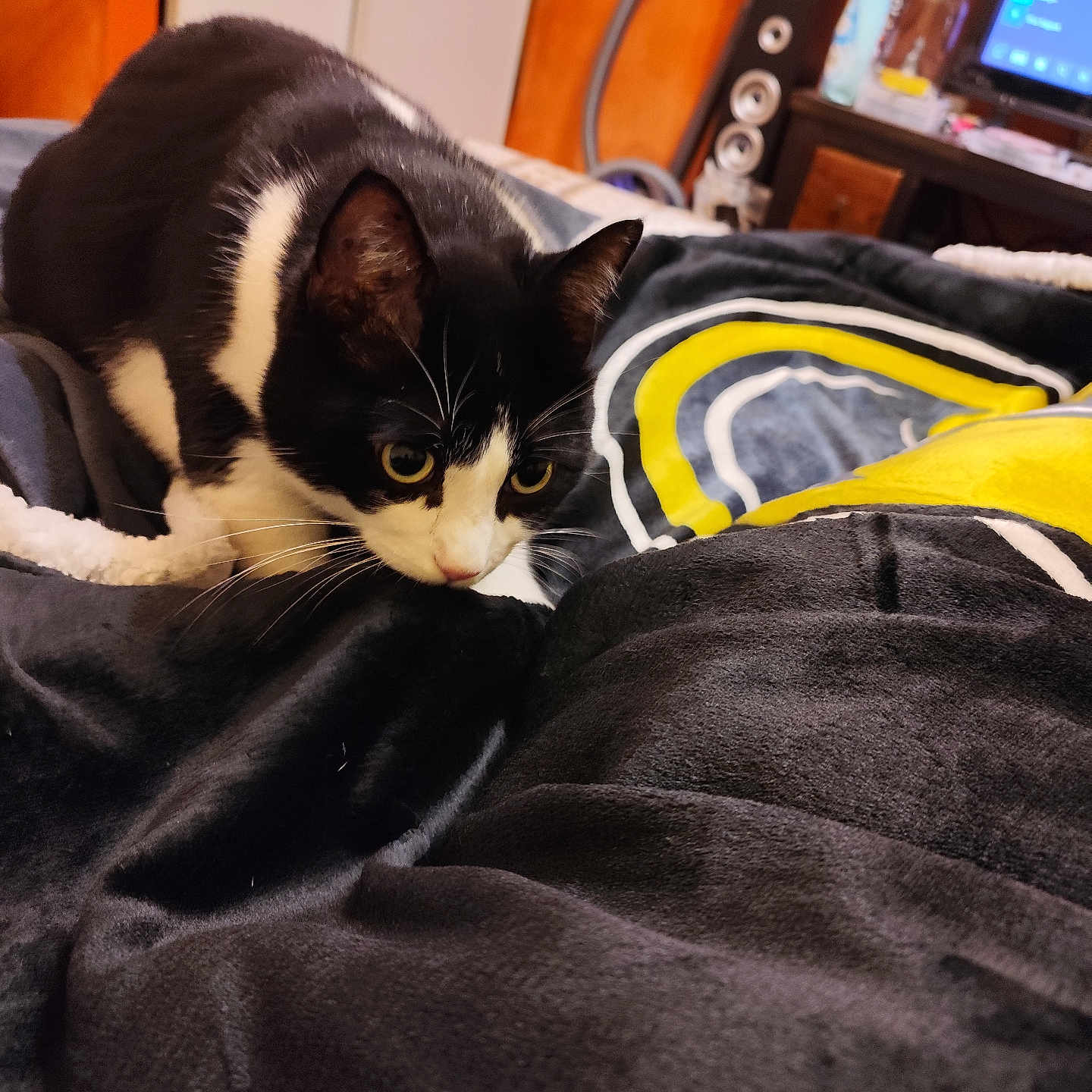 Balto a rejoint le concours — aidez-le/la à gagner de superbes lots ! animal, bed, bedroom, blanket, cat, computer, computerhardware, couch, electronics, furniture, hardware, indoors, laptop, manx, monitor, pc, pet, room, screen, tv