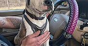 Major Payne joined the competition — help win amazing prizes! dog, puppy, car_interior, person, hand, steering_wheel, phone, tattoo, seatbelt, window, trees, seat, clothing, jeans, dashboard, key, collar, harness, nature, restraint