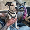dog, puppy, car_interior, person, hand, steering_wheel, phone, tattoo, seatbelt, window, trees, seat, clothing, jeans, dashboard, key, collar, harness, nature, restraint