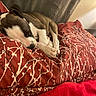 Major Payne joined the competition — help win amazing prizes! puppy, dog, sleeping, couch, blanket, pillow, indoor, cozy, resting, brown, white, paw, fur, cute, pet, relaxed, home, comfort, animal, nap