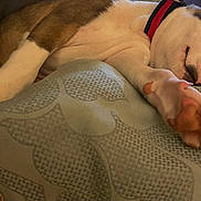 Major Payne joined the competition — help win amazing prizes! dog, sleeping, paw, collar, cushion, pattern, indoor, resting, cute, pet, closeup, relaxed, fur, snout, napping, animal, domestic, calm, cozy, laying
