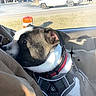 Major Payne is registered to the contest to win money with this photo: dog, pet, car, harness, window, outdoor, daytime, street, vehicle, white, black, brown, collar, curious, looking, sparkles, sky, road, building, seat