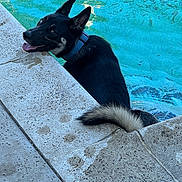 Bowie is registered to the contest to win money with this photo: animal, black_dog, blue_collar, canine, concrete, daylight, dog, happy, outdoor, pet, playful, pool, poolside, recreation, side_view, summer, tail, tongue_out, water, wet_fur