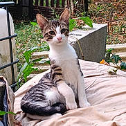 Rocky a rejoint le concours — aidez-le/la à gagner de superbes lots ! animal, attention, beige, cat, closeup, curious, cushion, feline, garden, greenery, kitten, nature, outdoor, pet, plants, sitting, tabby, white_chest, white_paws, young_cat