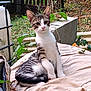 animal, attention, beige, cat, closeup, curious, cushion, feline, garden, greenery, kitten, nature, outdoor, pet, plants, sitting, tabby, white_chest, white_paws, young_cat