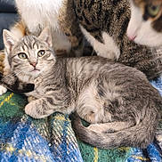 Lilla a rejoint le concours — aidez-le/la à gagner de superbes lots ! kitten, cat, tabby_cat, animal, pet, feline, cute, fur, whiskers, eyes, lying_down, blanket, plaid, indoor, comfort, resting, close_up, domestic_cat, tail, companionship