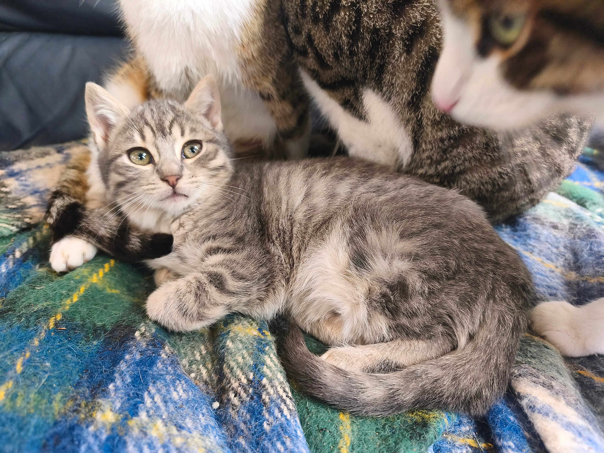 Lilla a rejoint le concours — aidez-le/la à gagner de superbes lots ! kitten, cat, tabby_cat, animal, pet, feline, cute, fur, whiskers, eyes, lying_down, blanket, plaid, indoor, comfort, resting, close_up, domestic_cat, tail, companionship