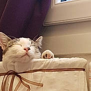 Peanut a rejoint le concours — aidez-le/la à gagner de superbes lots ! abyssinian, angora, animal, bed, bedroom, cat, chair, couch, cushion, furniture, homedecor, indoors, kitten, linen, manx, person, pet, room, siamese, sleeping