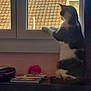animal, architecture, book, building, cat, face, furniture, head, house, housing, indoors, manx, person, pet, plant, pottedplant, publication, table, window, windowsill