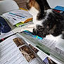 accessories, advertisement, animal, bag, book, cat, chair, document, face, furniture, handbag, head, page, pen, person, pet, poster, publication, table, text