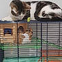 abyssinian, animal, bird, cage, cat, den, doghouse, face, head, indoors, kennel, kitten, manx, parakeet, parrot, person, pet, rabbit, rat, rodent