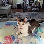 Miss Kitty is registered to the contest to win money with this photo: animal, blanket, cat, collar, couch, curious, decor, domestic_animal, floral_pattern, furniture, indoor, lamp, living_room, pet, photo_frames, resting, tabby_cat, table, television, wood_floor