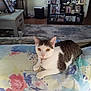 animal, blanket, cat, collar, couch, curious, decor, domestic_animal, floral_pattern, furniture, indoor, lamp, living_room, pet, photo_frames, resting, tabby_cat, table, television, wood_floor