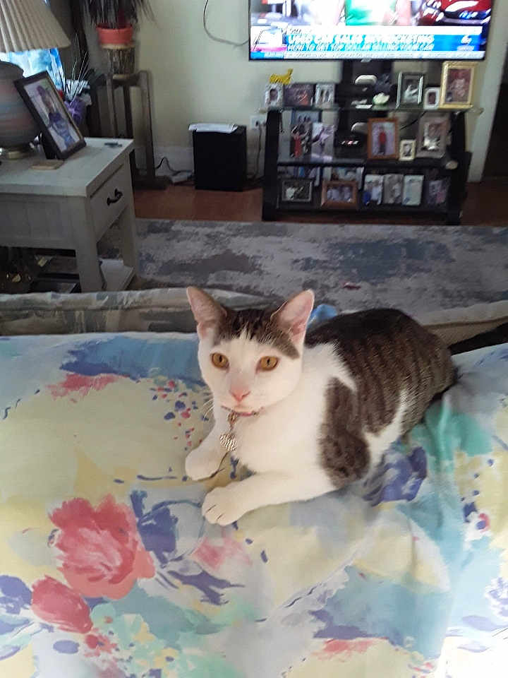 Miss Kitty
