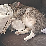 Tippy joined the competition — help win amazing prizes! animal, architecture, blanket, building, cat, chair, couch, cushion, face, furniture, homedecor, indoors, kitten, linen, livingroom, manx, person, pet, room, sleeping