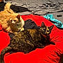 cat, tortoiseshell_cat, ginger_cat, red_blanket, bed, bedding, indoor, pet, fur, collar_bell, whiskers, curled_tail, looking_at_camera, cozy, blanket, clothing, remote_control, nightstand, dresser, relaxed