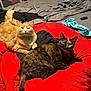 two_cats, cat, tortoiseshell_cat, orange_cat, red_blanket, bed, bedding, indoor, pet, collar, green_eyes, fur, relaxed, looking_at_camera, cozy, household, nightstand, clothing, remote_control, messy_room