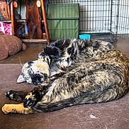 Doge And Blitz is registered to the contest to win money with this photo: cat, tortoiseshell_cat, sleeping, curled_up, paws, fur, whiskers, pet, indoor, sofa, cushion, pet_hair, crate, cardboard_box, plaid_cloth, wooden_furniture, relaxed, close_up, tabby_pattern, domestic_animal