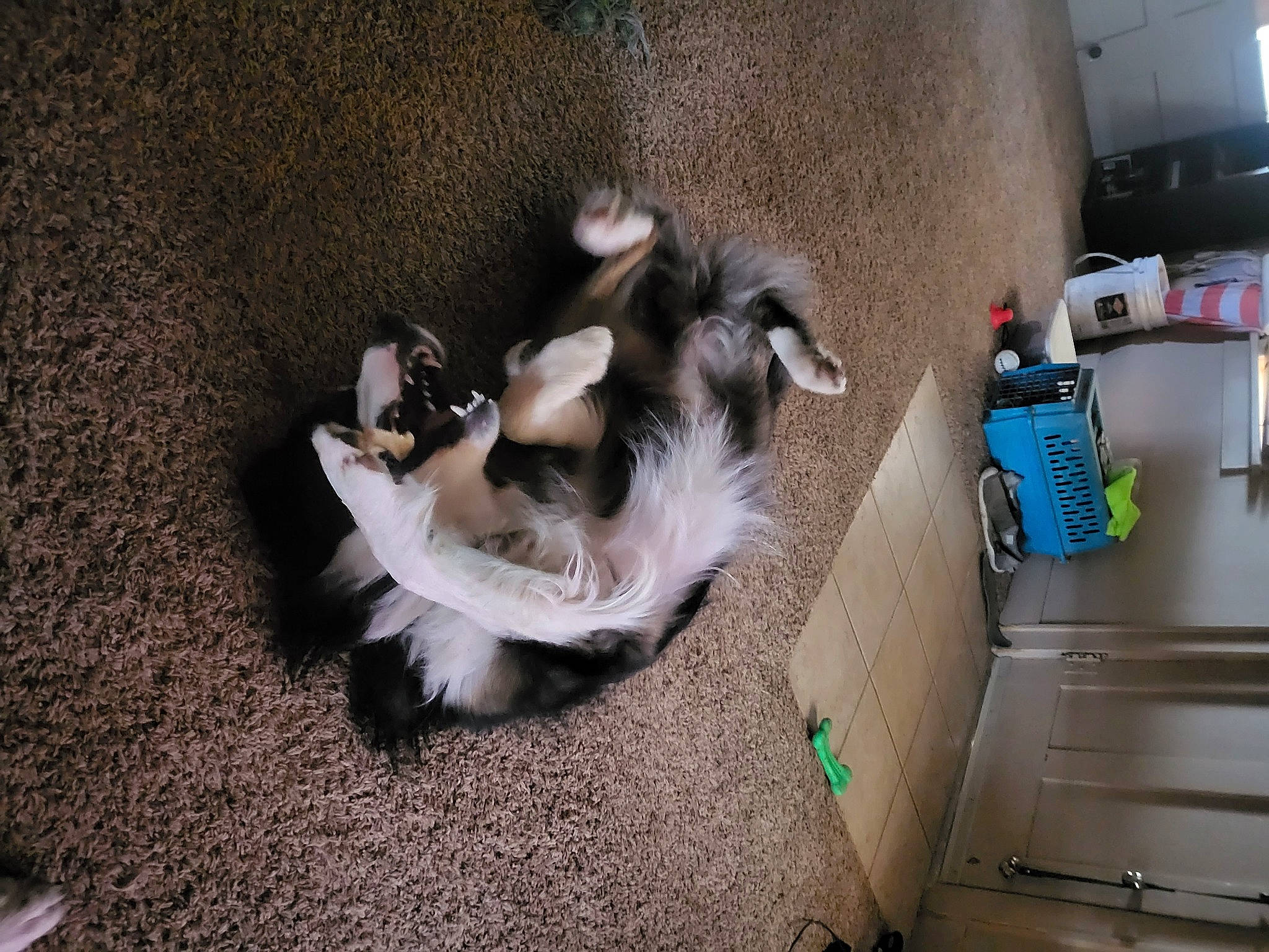 Newt joined the competition — help win amazing prizes! comfort, companion_dog, dog, dog_breed, flooring, fur, gas, machine, paw, tail, wing